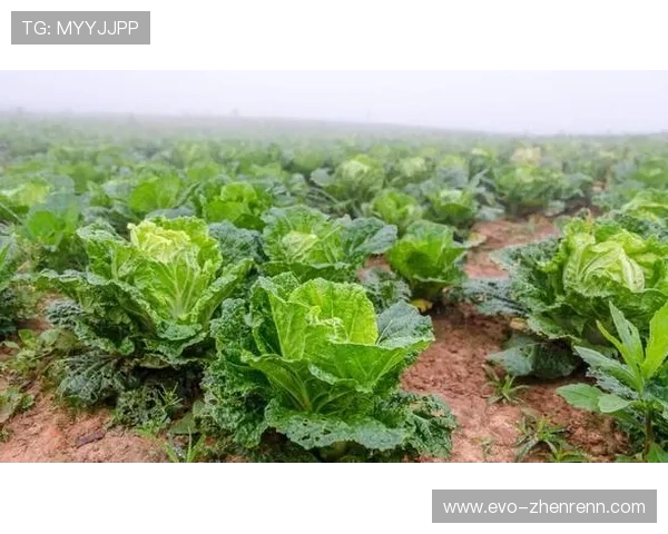 深入探讨白菜论坛大全:让你轻松找到优质交流平台 深入探讨白菜论坛大全:让你轻松找到优质交流平台